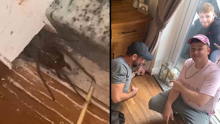 Man terrified after finding 'biggest spider in Britain' in his home