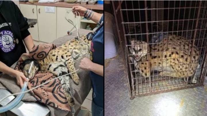 Wild cat tests positive for cocaine after being caught roaming the streets of the US