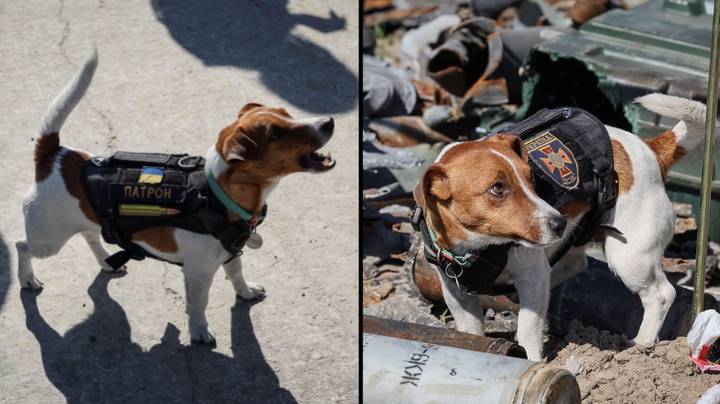 Mine-Sniffing Dog Receives Ukrainian Medal Of Honour For Saving Hundreds Of Lives