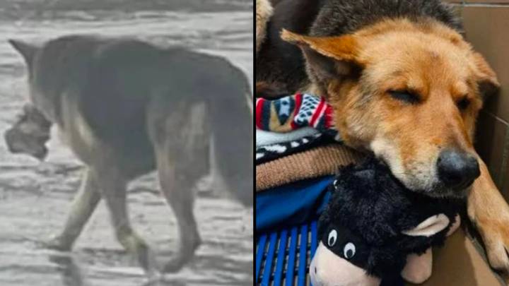 Dog seen alone in the rain with a stuffed toy in its mouth gets rescued and re-homed