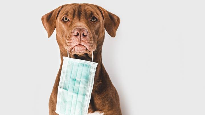 Pet Owners Urged To 'Wash Hands Regularly' As First UK Dog Tests Positive For Covid