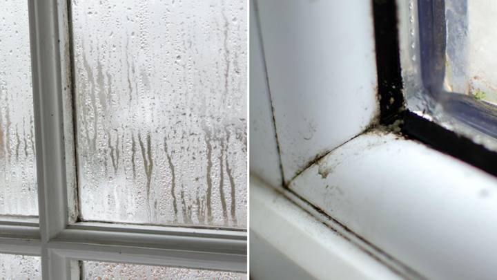 Cleaning experts share 'good hacks' to stop window condensation - including  'cat litter