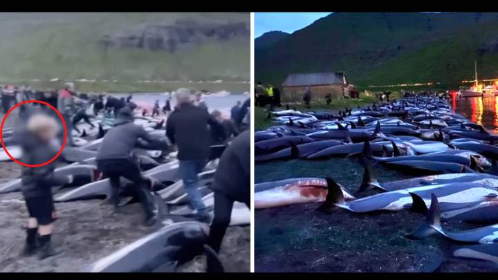 Horrific Images Show Children Watching As Almost 1500 Dolphins Slaughtered In Faroe Islands
