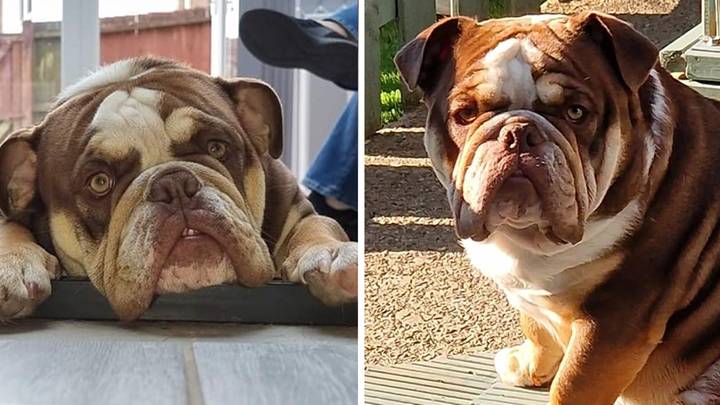 Bulldog Dies 'After Dog Sitter Left Pet In Glass Conservatory During Heatwave'