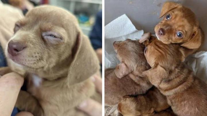 Tiny puppies saved after being found abandoned on the street in plastic box