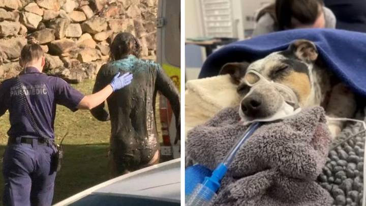 Pet dog dies and woman left needing surgery after 'horrifying' dog attack while on walk
