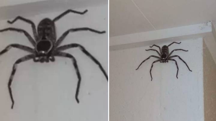Family reveal they shared their house with giant spider for a year