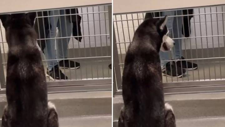 Dog's reaction to people walking past without adopting him is heartbreaking