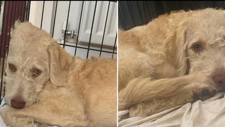 Woman issues plea to dog owners after puppy catches deadly virus
