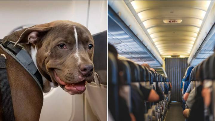 Couple refunded by airline after claiming 'farting dog' ruined their 13-hour flight