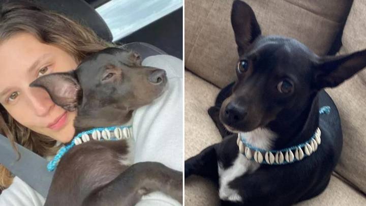 Woman offered £1,400 by airline for losing her dog during journey
