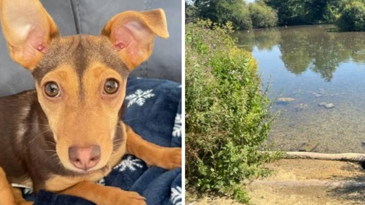 Dog owner shares heartbreaking warning after pup dies within minutes of going for swim