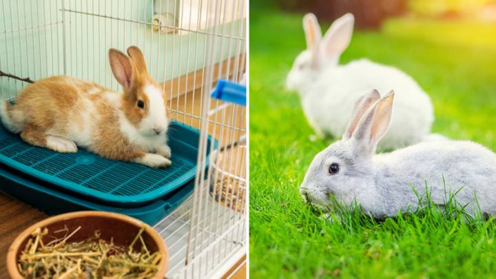 Vets Issue Emergency Warning To Rabbit Owners