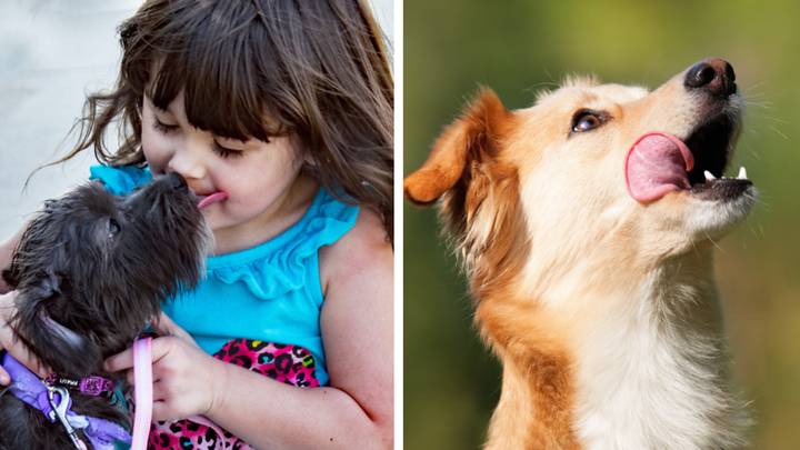 Mum defends letting her dog lick baby's face