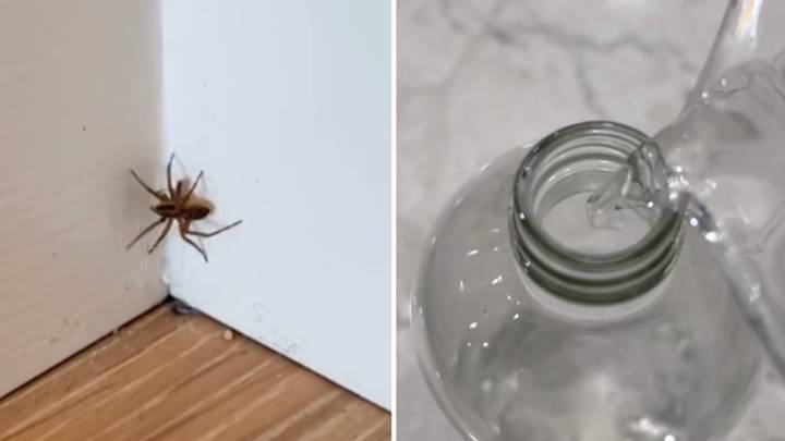 Woman shows how to stop huge spiders invading UK homes