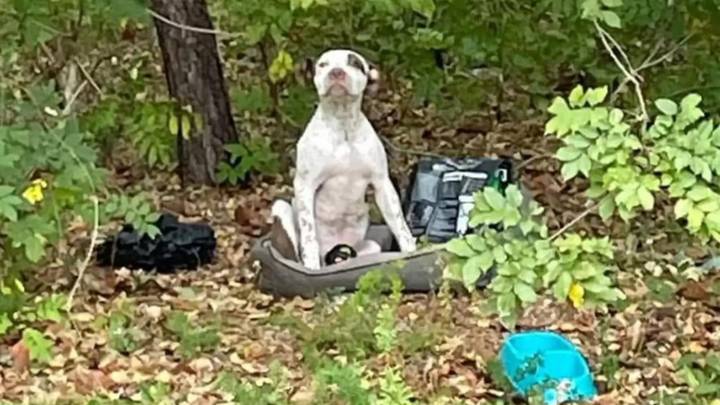 Puppy abandoned in forest with all his belongings sat waiting for someone to find him