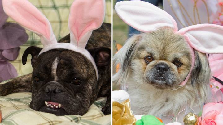 Pet owners issued warning over ‘poisonous’ Easter treats