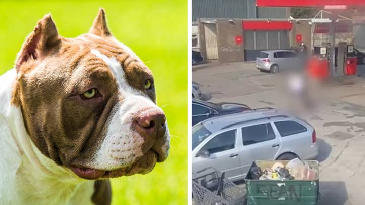 People call for XL bully dogs to be banned after 11-year-old girl is hurt in dog attack