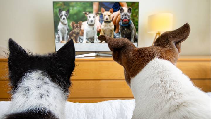TV Channel Specifically For Dogs To Launch In The UK