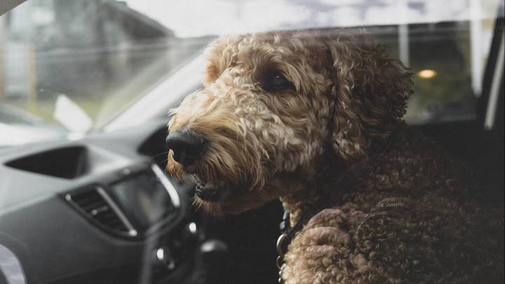 What To Do If You See A Dog In A Hot Car