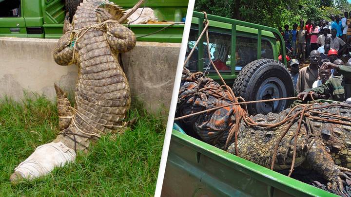 16ft Crocodile Named 'Osama' Allegedly Ate 80 Villagers Over 14 Years