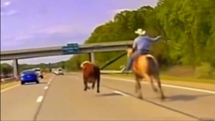 Cowboy spotted galloping on US interstate to wrangle a runaway cow