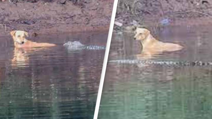 Pack of crocodiles save dog that was stranded in river instead of eating it