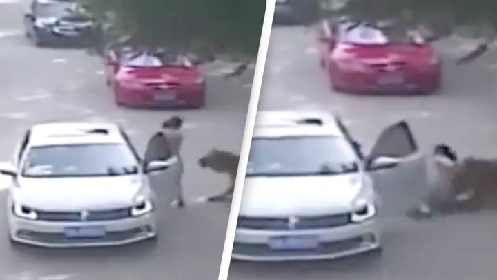 Horrifying moment woman is dragged away by tiger after exiting her car in wildlife park