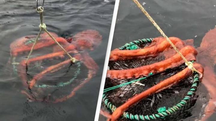 Woman's video of accidentally catching giant octopus is giving people nightmares