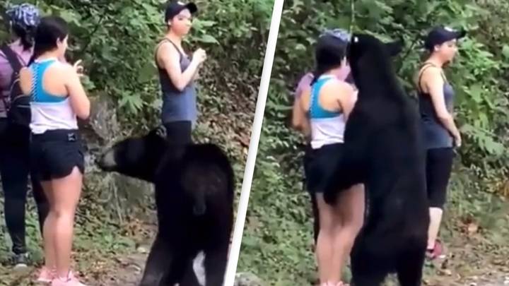 Terrifying footage shows bear jumping and ’sizing up’ hikers