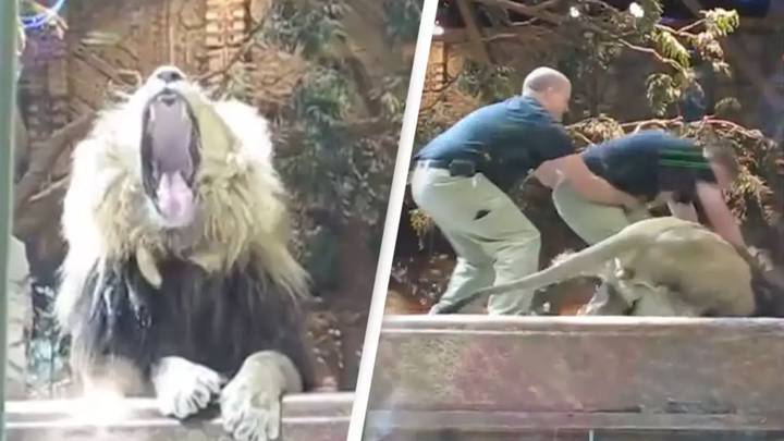 Unbelievable moment zookeeper is attacked by a lion but saved by a lioness