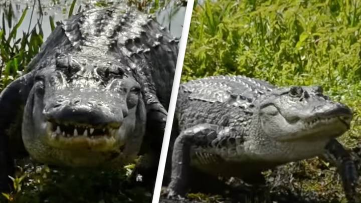 People are only just discovering the 'terrifying' speed of an alligator on land