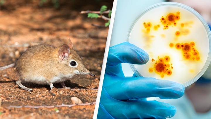 China discovers new virus passed to humans from shrews