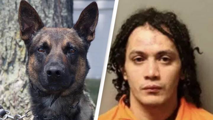 Yoda the police dog unveiled as hero who was crucial to taking down killer who escaped from prison