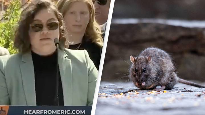 New York gets new cat tzar as city struggles to combat tsunami of rats taking over the city