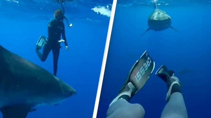 Diving expert reveals how to survive shark attack
