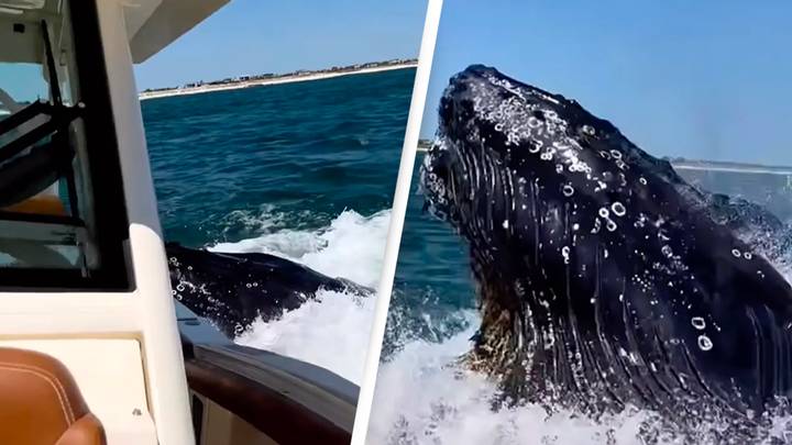 Scary moment humpback whale crashes into boat caught on camera
