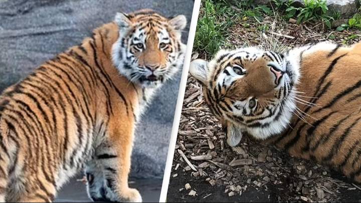Extremely endangered Amur tiger dies in 'freak accident' ahead of dental surgery