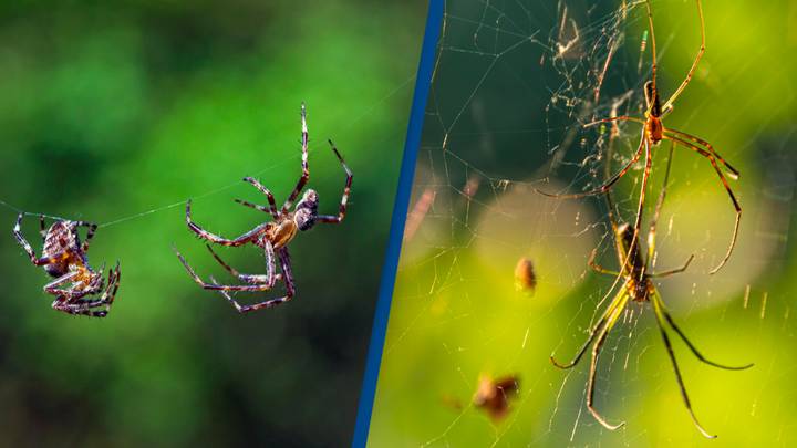 Study shows male spiders perform oral sex on females