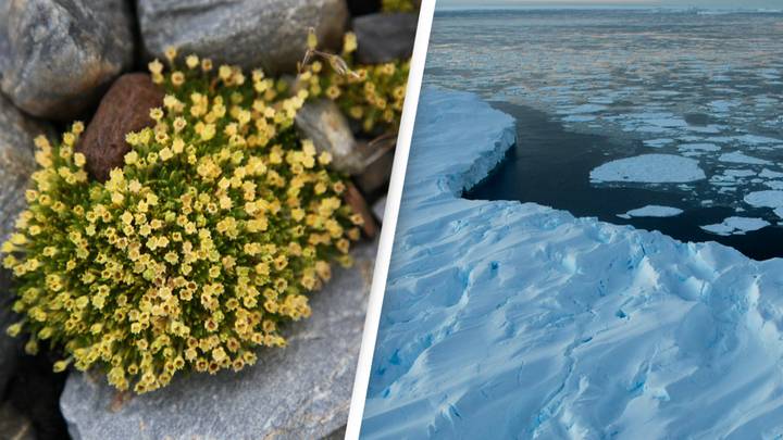 Flowers are starting to spread in Antarctica and experts say that's not good news