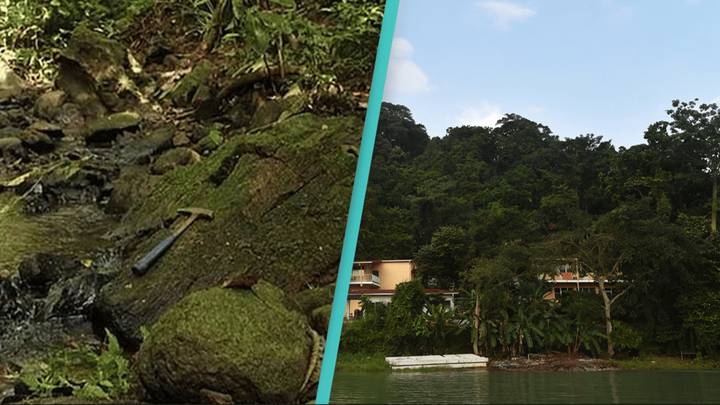 Extinct Forests Mysterious ‘lost’ forest wiped out 22 million years ago has been ...