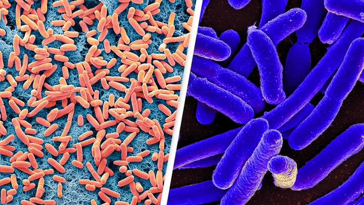 Scientists discover bacteria have 'memories' they can pass on to future generations