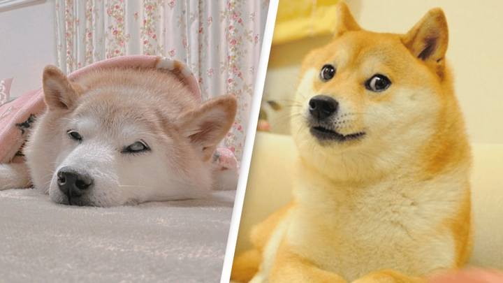 Doge Female Shiba Inu who inspired Doge meme is now seriously ill
