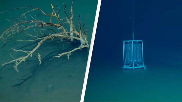 'Death pool' at bottom of the ocean instantly kills everything that ...