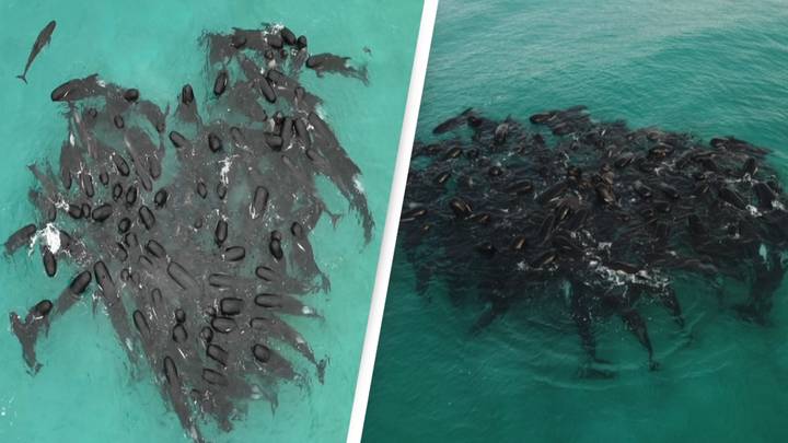 Pod of almost 100 whales gathered in a heart shape before tragedy struck