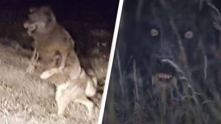 Residents spot mysterious 'werewolf' known to roam a quiet rural town in Wisconsin