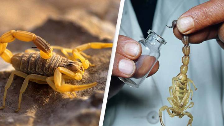 Reason why scorpion venom is the most expensive liquid in the world