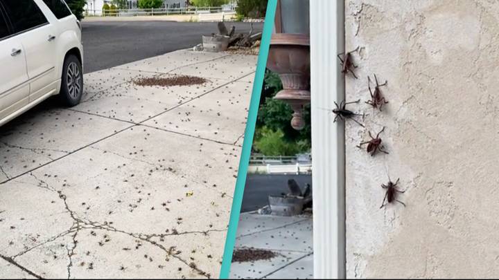 Horrified people claim woman is 'cursed' after thousands of crickets swarm her home