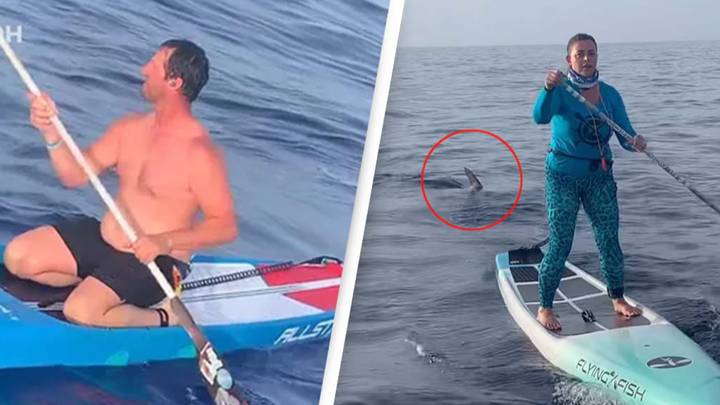 Shark circles paddle boarders in the middle of the ocean in terrifying footage