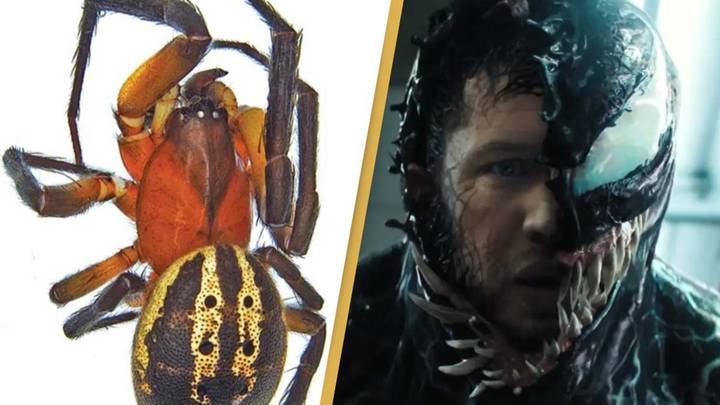 Scientists discover new species of spider and name it after Tom Hardy and Venom